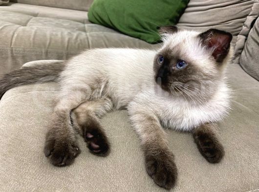 Scottish Fold Siyam Kırması görsel