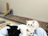 Uygun Fiyatlı Şekerler