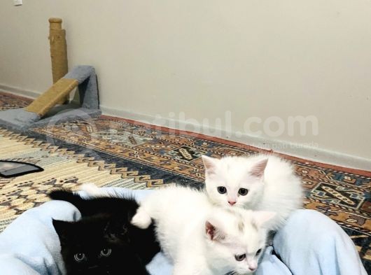 Uygun Fiyatlı Şekerler görsel
