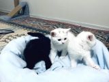 Uygun Fiyatlı Şekerler