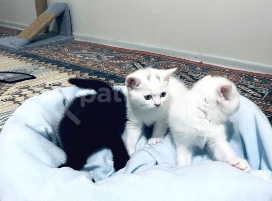 Uygun Fiyatlı Şekerler görsel
