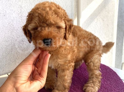Toy Ve Mi̇nyatür Seçenekli̇ Poodle Yavrular görsel