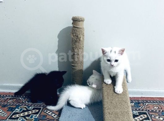 Uygun Fiyatlı Şekerler görsel