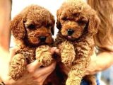 Yerli Üretim Toy Poodle Yavrularımız