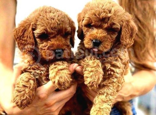 Yerli Üretim Toy Poodle Yavrularımız görsel