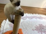 Scottish Fold Siyam Kırması