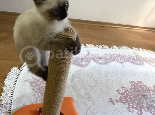 Scottish Fold Siyam Kırması görsel