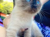 Scottish Fold Siyam Kırması