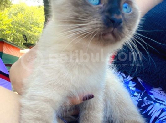 Scottish Fold Siyam Kırması