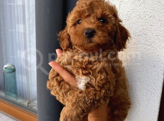 Ev Ortaminda Büyüyen Poodle Bebekler görsel