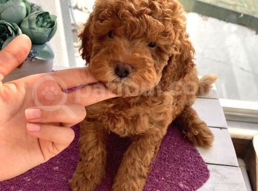 Toy Ve Mi̇nyatür Seçenekli̇ Poodle Yavrular görsel