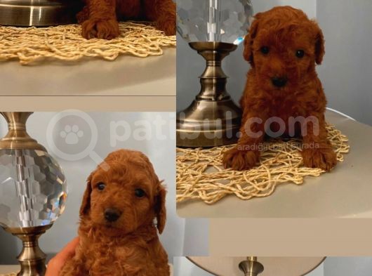 Muhteşem Toypoodle Bebekler görsel