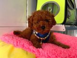 Toy Boy Mini Poodle Yavrular