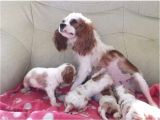 Cavai̇ller King Charles Yavrulari Mama Ve Malzeme Kampanyali