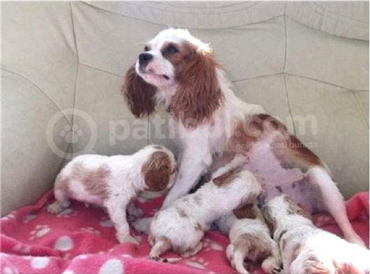 Cavai̇ller King Charles Yavrulari Mama Ve Malzeme Kampanyali görsel