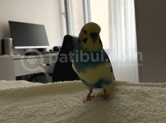 Muhabbet Kuşum Kayıp
