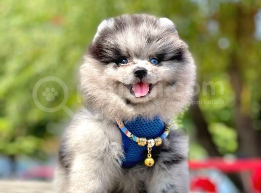 Safkan Pomeranian Boo Yavrularımız görsel
