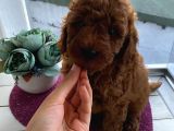 Ev Doğumlu Poodle Bebekler