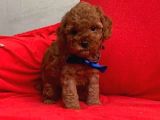 Yerli Üretim Toy Poodle Yavrularımız