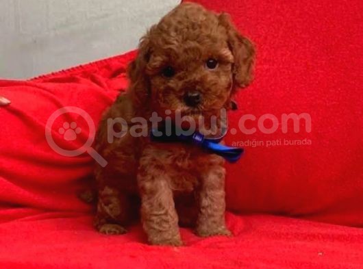 Yerli Üretim Toy Poodle Yavrularımız