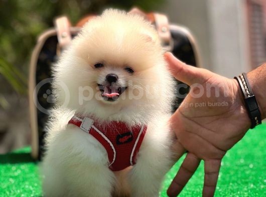 Xxs Pomerani̇an Boo Erkek