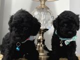 Muhteşem Black Poodle Bebekler