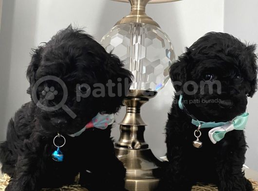 Muhteşem Black Poodle Bebekler görsel