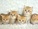 Show Clas Golden Bri̇ti̇sh Shorthai̇r