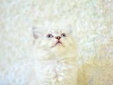 Show Güzelli̇kte Lynx Bri̇ti̇sh Longhai̇r