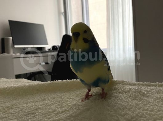 Muhabbet Kuşum Kayıp görsel
