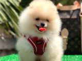 Xxs Pomerani̇an Boo Erkek