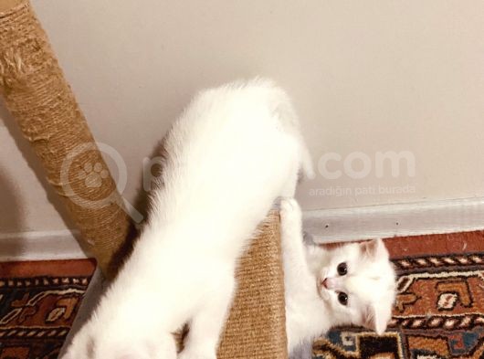 Uygun Fiyatlı Şekerler görsel