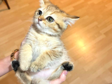 British Golden Ve British Golden Tabby Dişi Yavrular