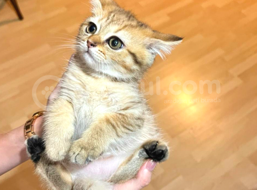 British Golden Ve British Golden Tabby Dişi Yavrular görsel