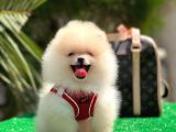 Xxs Pomerani̇an Boo Erkek