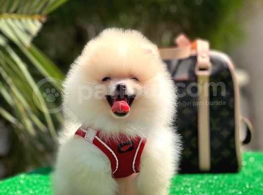 Xxs Pomerani̇an Boo Erkek görsel