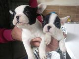 Fransiz Bulldog Yavrulari Mama Ve Malzeme Kampanyali