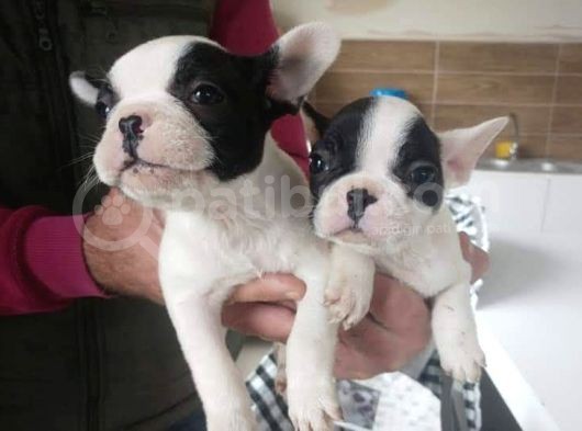 Fransiz Bulldog Yavrulari Mama Ve Malzeme Kampanyali görsel