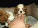 Cavai̇ller King Charles Yavrulari Mama Ve Malzeme Kampanyali