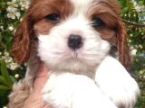 Cavai̇ller King Charles Yavrulari Mama Ve Malzeme Kampanyali
