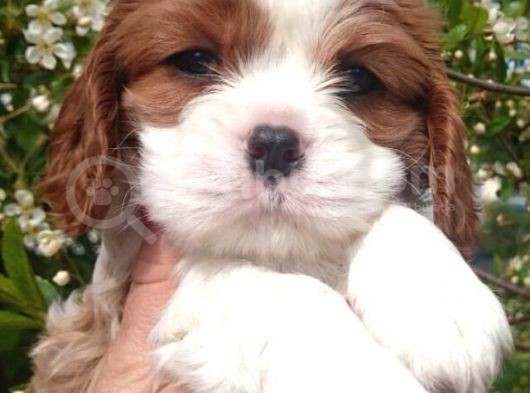 Cavai̇ller King Charles Yavrulari Mama Ve Malzeme Kampanyali görsel