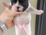 Fransiz Bulldog Yavrulari Mama Ve Malzeme Kampanyali