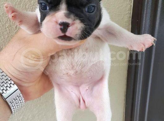 Fransiz Bulldog Yavrulari Mama Ve Malzeme Kampanyali görsel