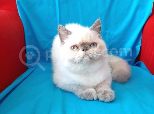 Exoti̇c Shorthai̇r Ve Longhai̇r görsel