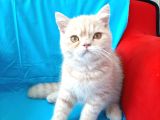 Exoti̇c Shorthai̇r Ve Longhai̇r