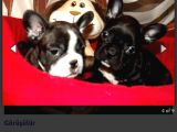 Fransiz Bulldog Yavrulari Mama Ve Malzeme Kampanyali