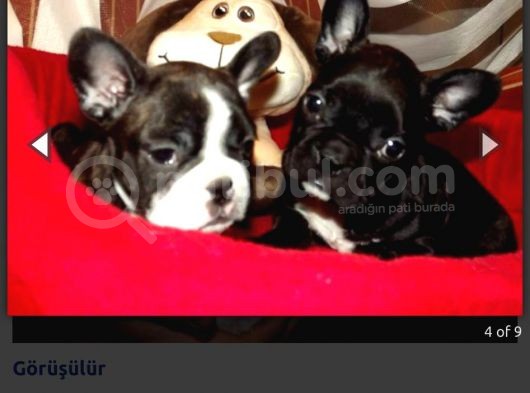 Fransiz Bulldog Yavrulari Mama Ve Malzeme Kampanyali görsel