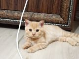 3 Aylık British Erkek Kedi