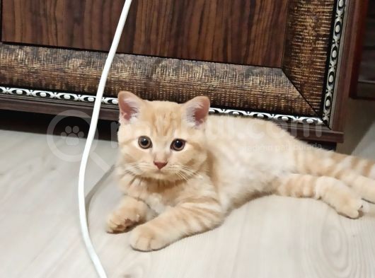3 Aylık British Erkek Kedi görsel