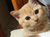 3 Aylık British Erkek Kedi